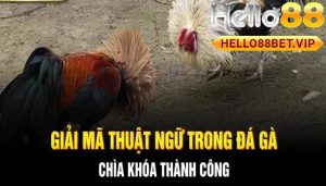 Các Thuật Ngữ Trong Đá Gà