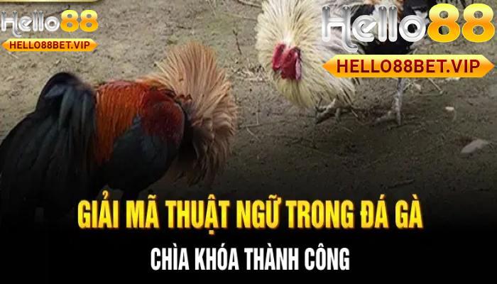 Các Thuật Ngữ Trong Đá Gà