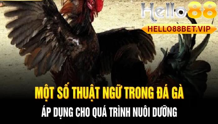 Thuật ngữ Đá Gà trong nuôi dưỡng