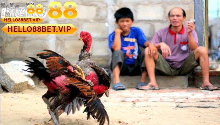 Tìm hiểu về Đá Gà