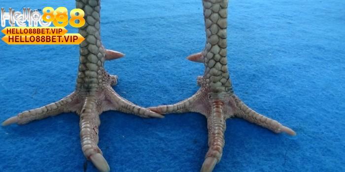 Vảy Gà Khai Vương - Đặc Điểm Nhận Dạng và Kỹ Thuật Chăm Sóc Chiến Kê